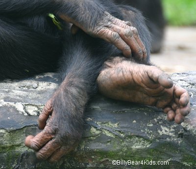Шимпанзе конечности. Рука шимпанзе. Лапа обезьяны.